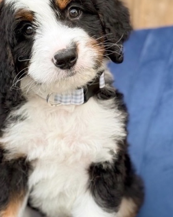 A fluffy puppy